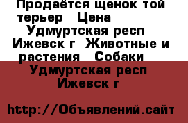 Продаётся щенок той-терьер › Цена ­ 12 000 - Удмуртская респ., Ижевск г. Животные и растения » Собаки   . Удмуртская респ.,Ижевск г.